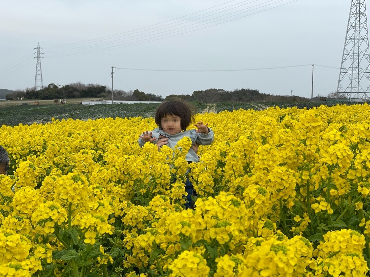 知多半島観光｜南知多町にある菜の花やひまわり畑が人気の花ひろばで撮影