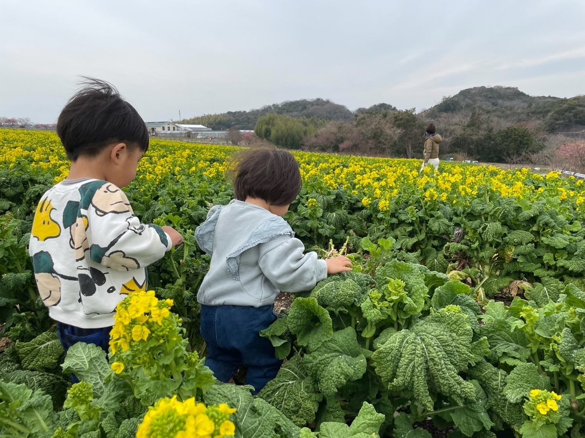 知多半島観光｜南知多町にある菜の花やひまわり畑が人気の花ひろばを歩く子ども