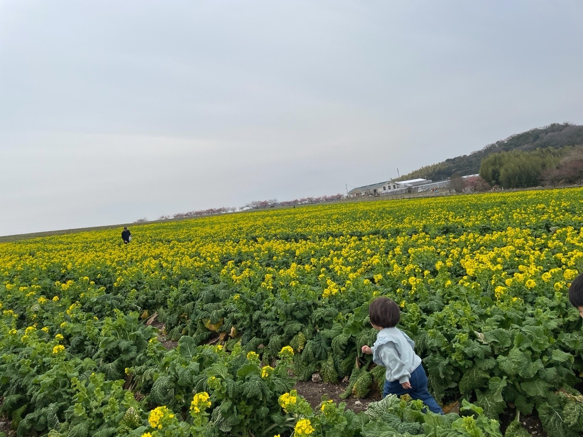 知多半島観光｜南知多町にある菜の花やひまわり畑が人気の花ひろば