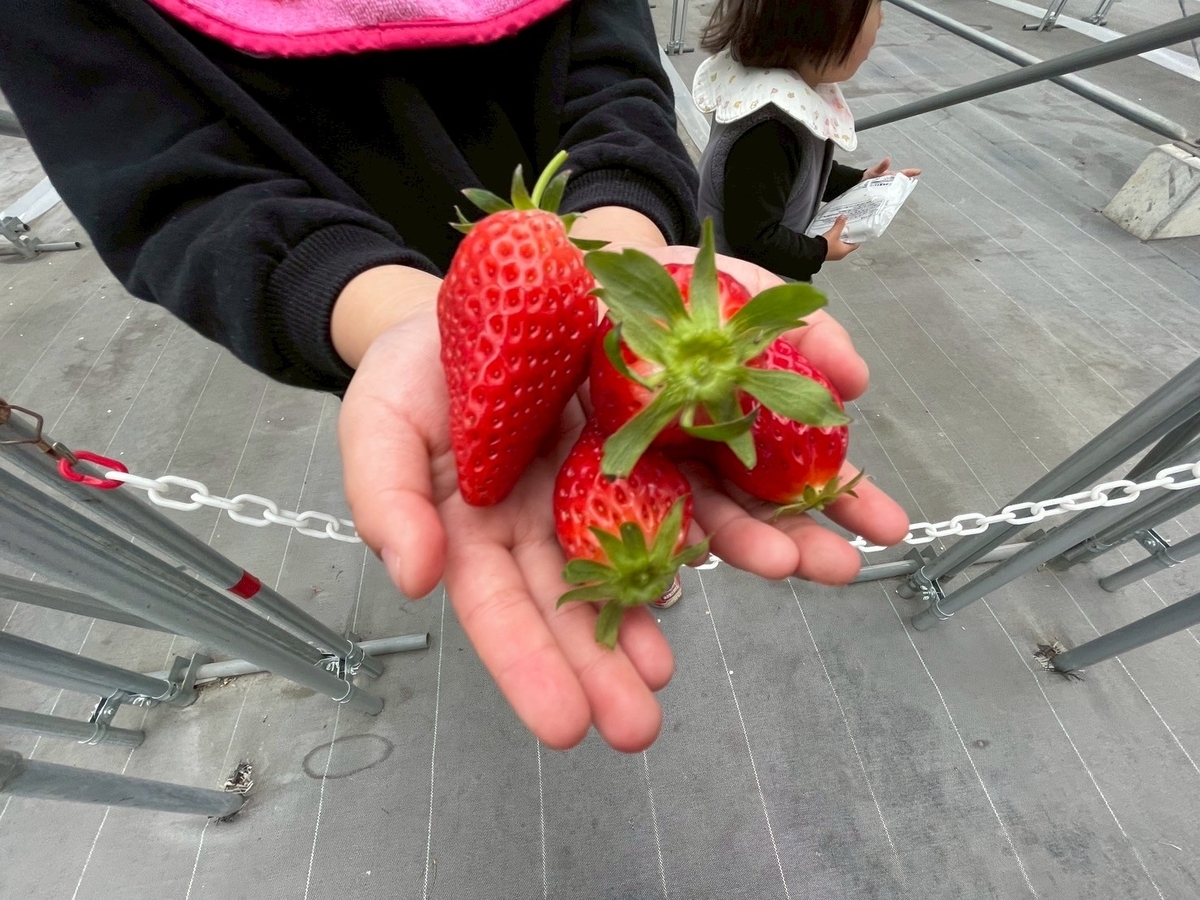 知多半島のいちご狩りレポ｜知多市にある穴場ないちご狩り竹内農園のいちご