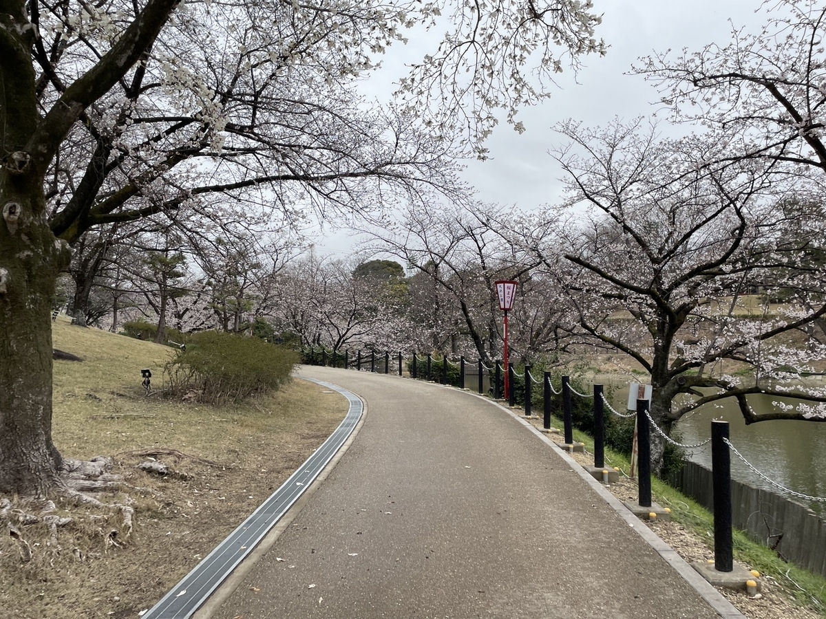 知多半島の桜の名所2025｜東海市にある大池公園の遊歩道の桜