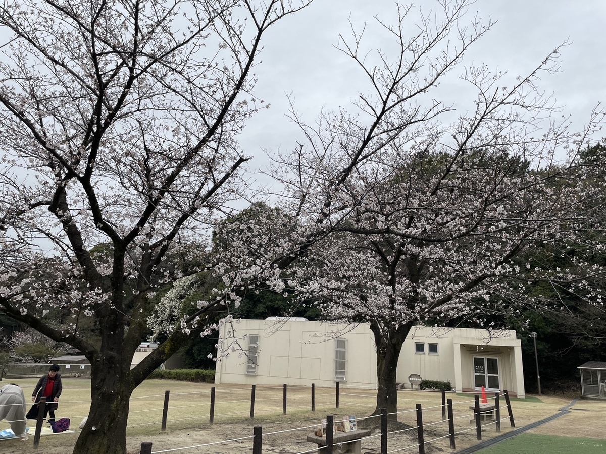 知多半島の桜の名所2025｜東海市にある大池公園の芝生広場