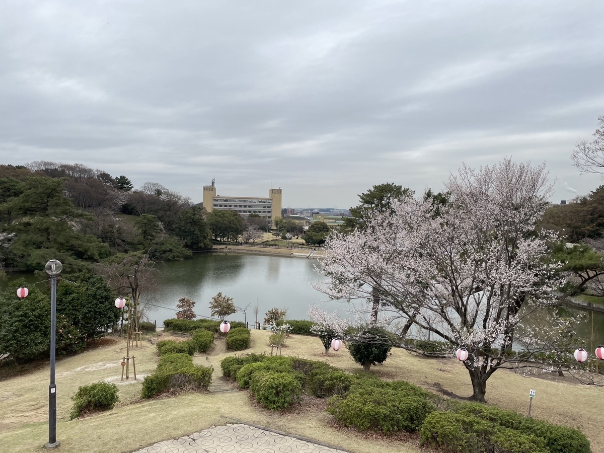 知多半島の桜の名所2025｜東海市にある大池公園の大田大池