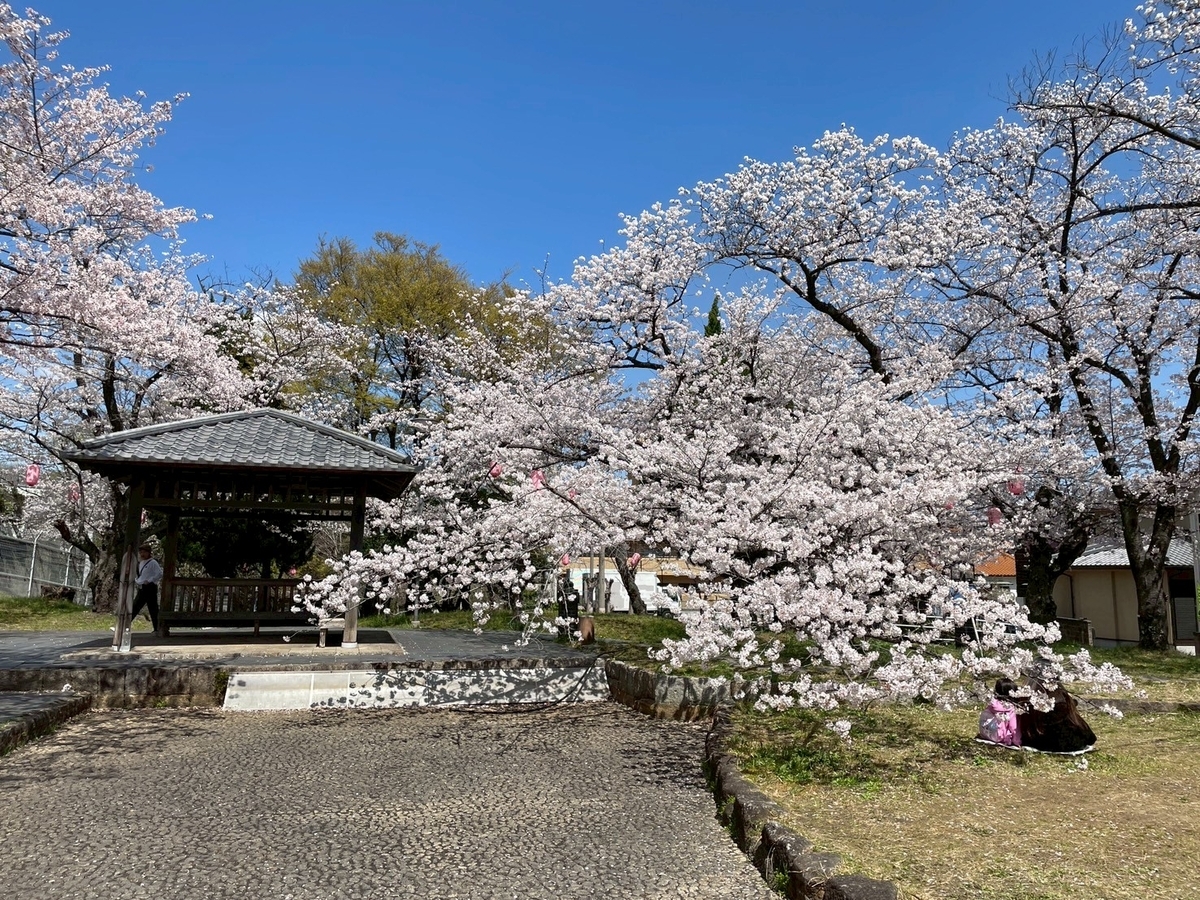 西三河の桜の名所2025｜高浜市にある大山緑地の桜まつり