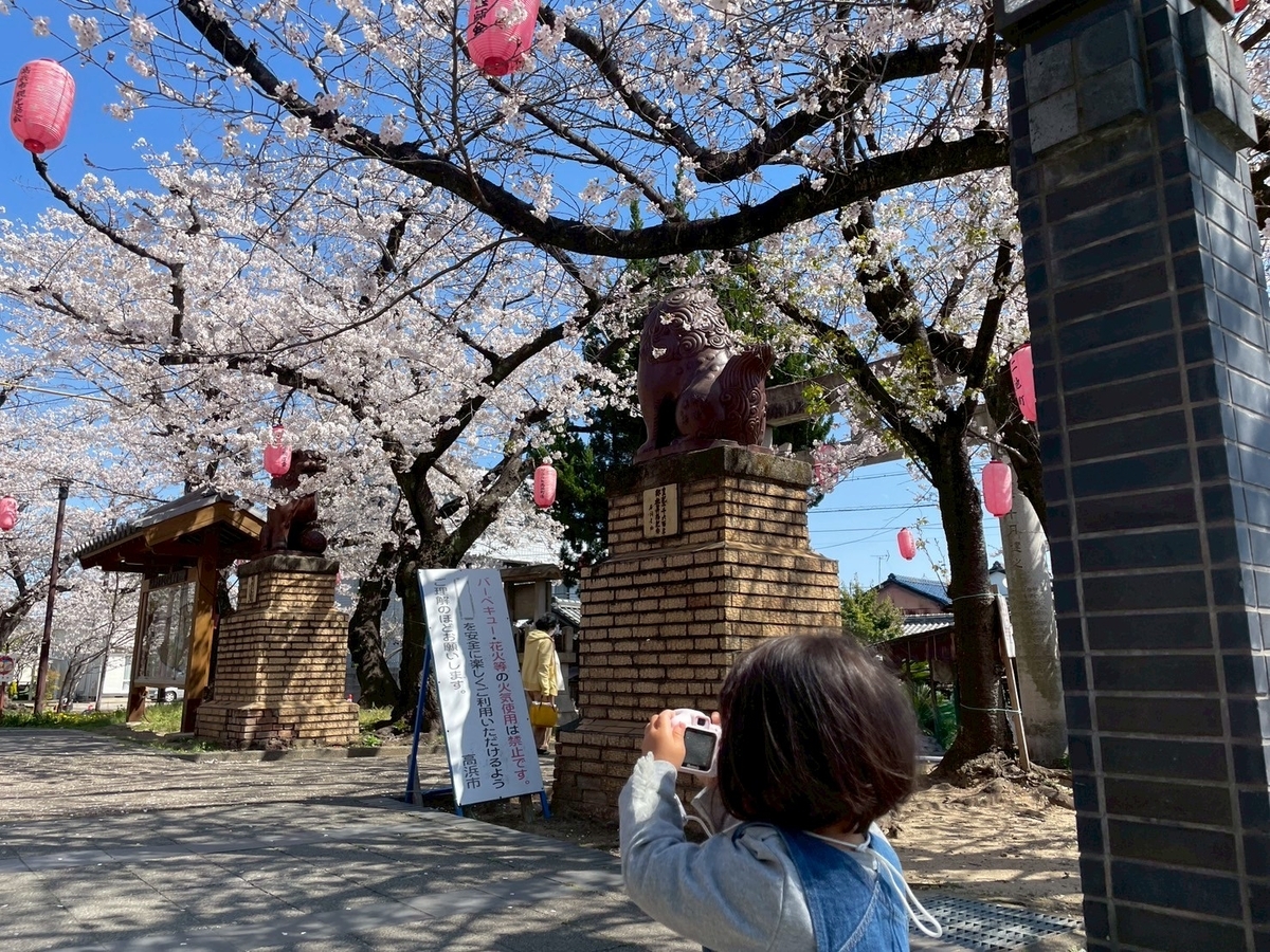西三河の桜の名所2025｜高浜市の大山緑地にある大山の千本桜と女の子