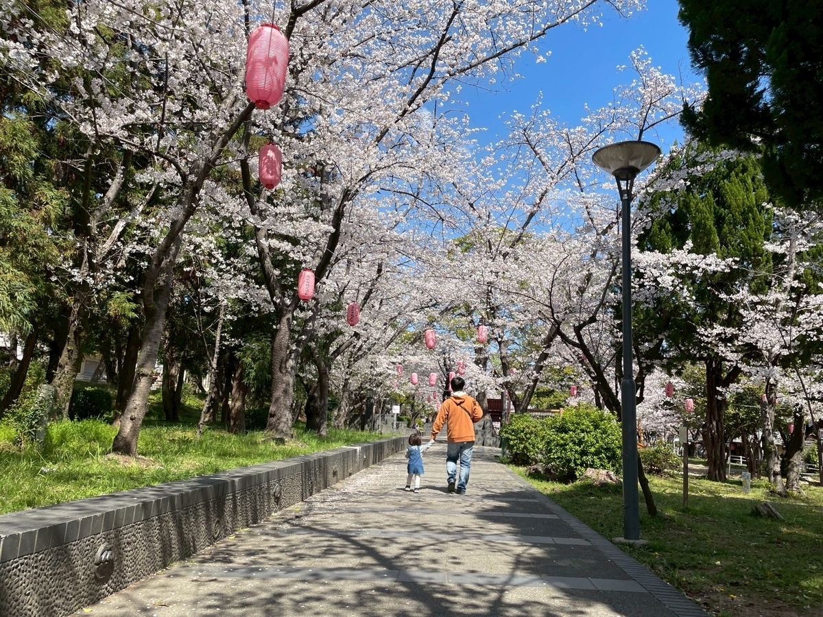 西三河の桜の名所2025｜高浜市にある大山緑地の千本桜