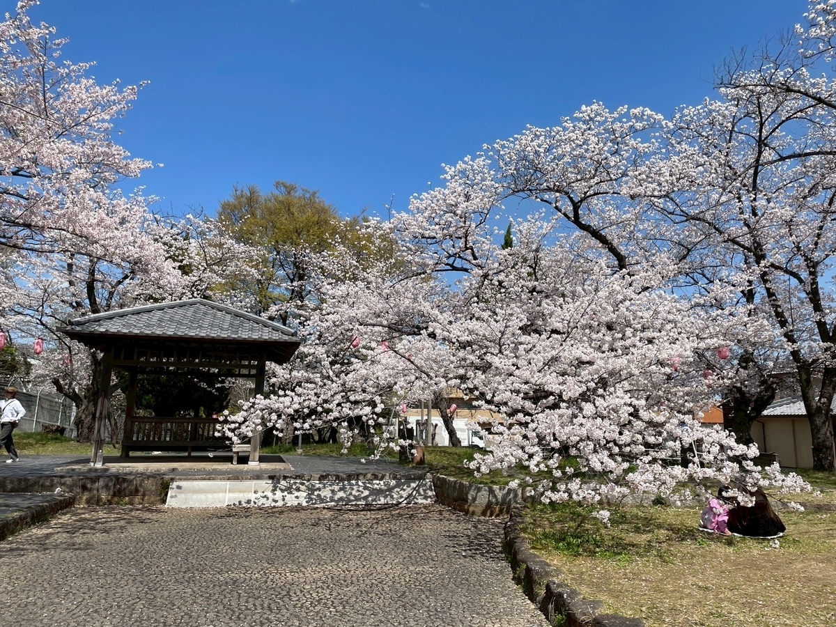 西三河の桜の名所2025｜高浜市にある大山緑地の淡墨桜