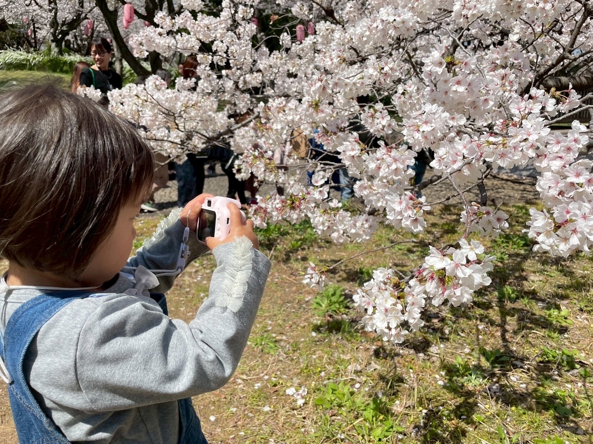 西三河の桜の名所2025｜高浜市の大山緑地にある淡墨桜を撮影する女の子