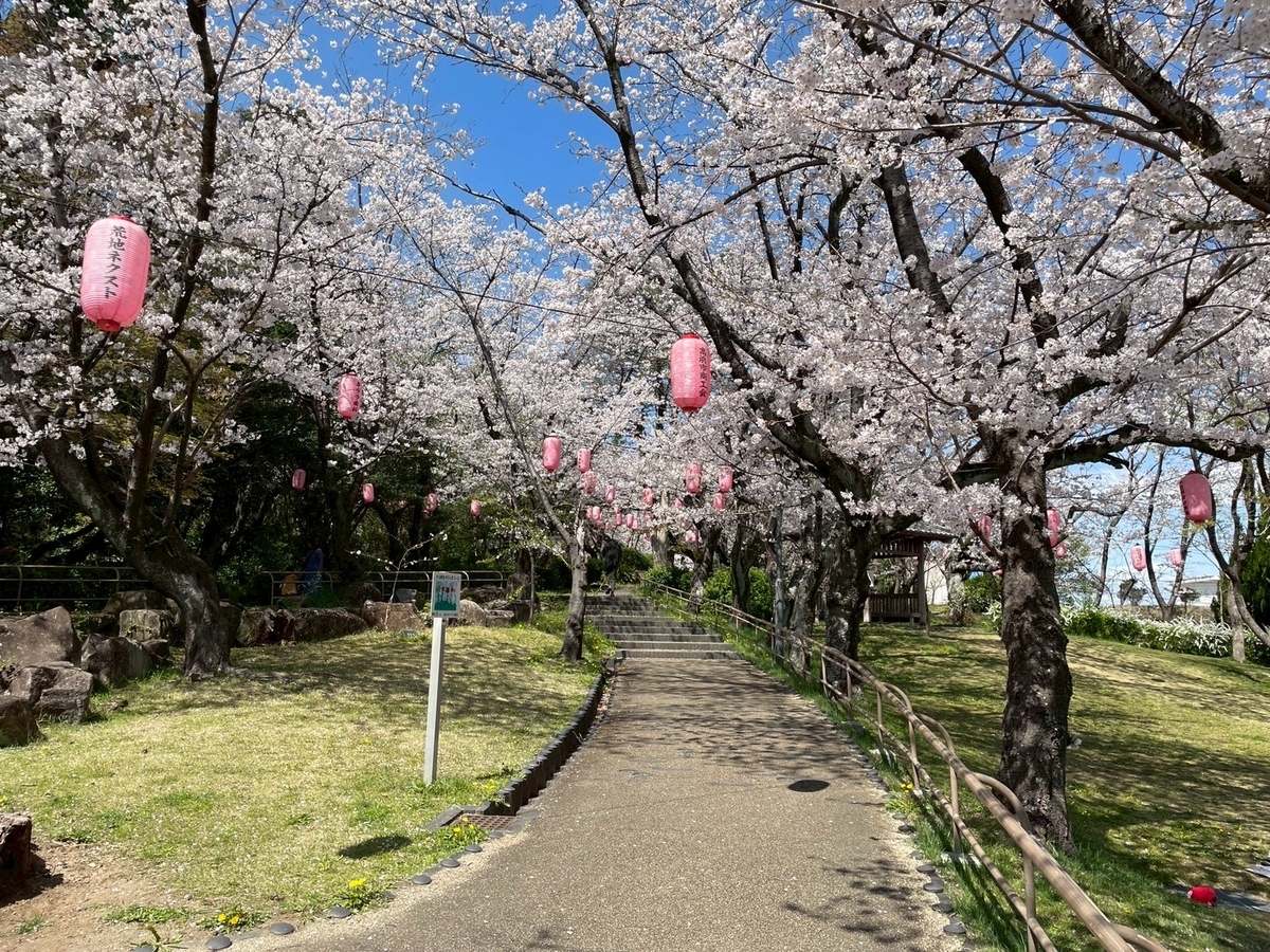 西三河の桜の名所2025｜高浜市にある大山緑地の桜の風景