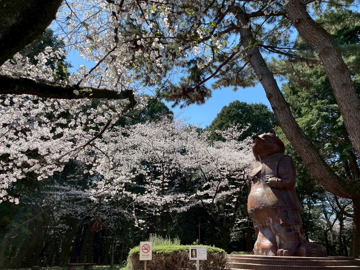 西三河の桜の名所2025｜高浜市にある大山緑地のタヌキ像