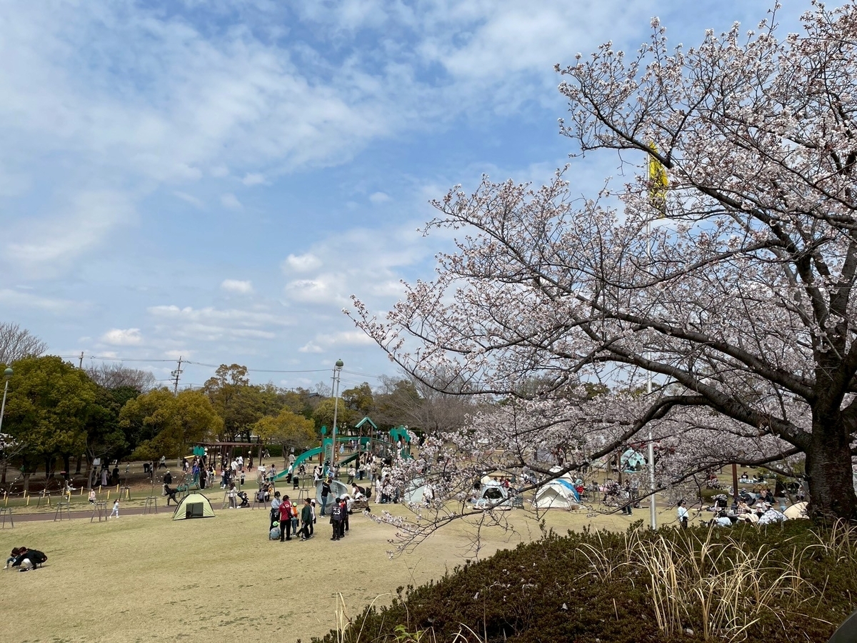 西三河の桜の名所2025｜碧南市にある明石公園の桜と芝生広場