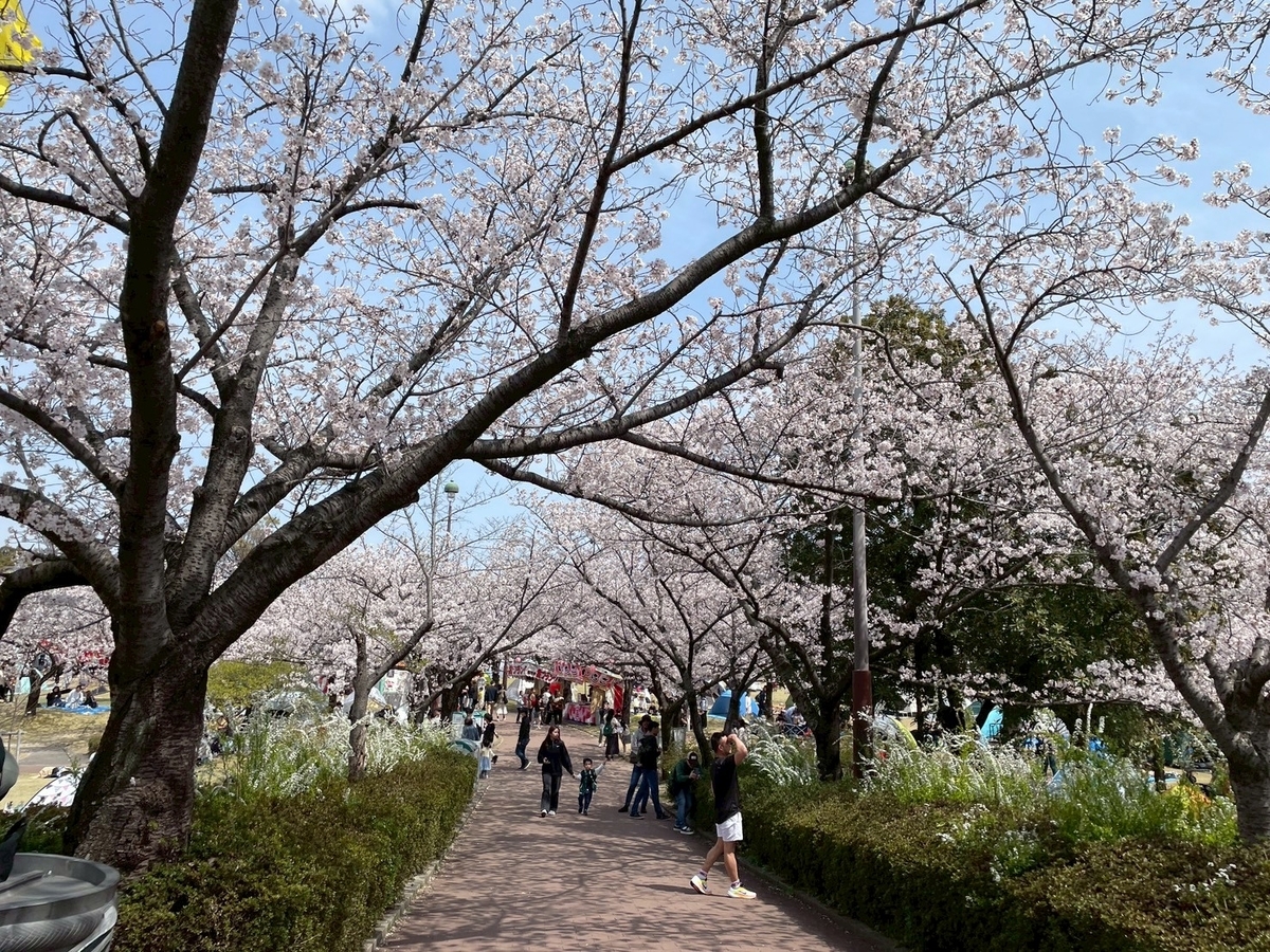 西三河の桜の名所2025｜碧南市にある明石公園の桜のトンネル