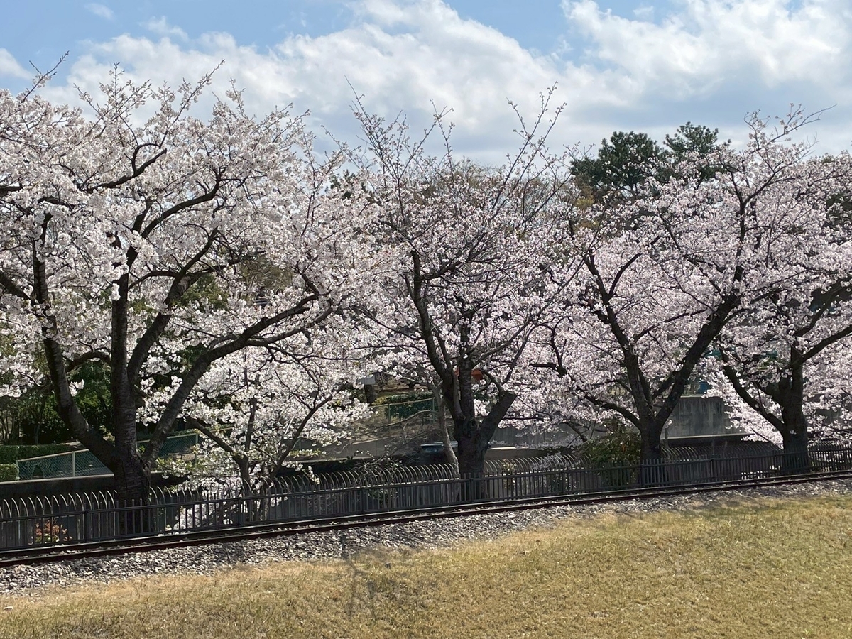 西三河の桜の名所2025|碧南市にある明石公園の明石のぽっぽちゃん汽車と桜