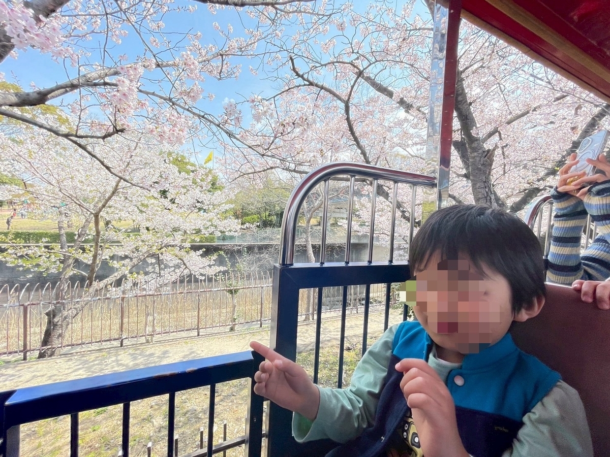 西三河の桜の名所2025|碧南市にある明石公園の明石のポッポちゃん汽車に乗る男の子