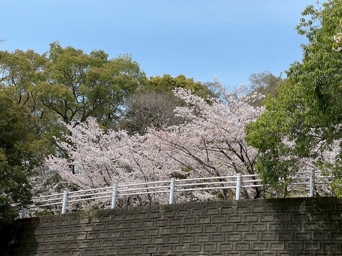 知多半島の桜の名所2025｜半田市にある雁宿公園の北側の桜