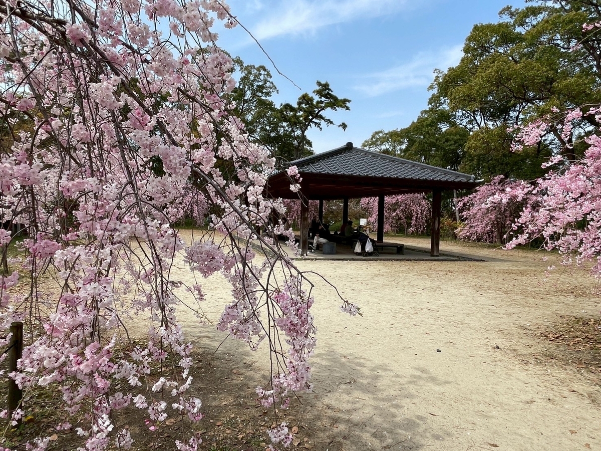 知多半島の桜の名所2025｜半田市にある雁宿公園の北エリアのしだれ桜
