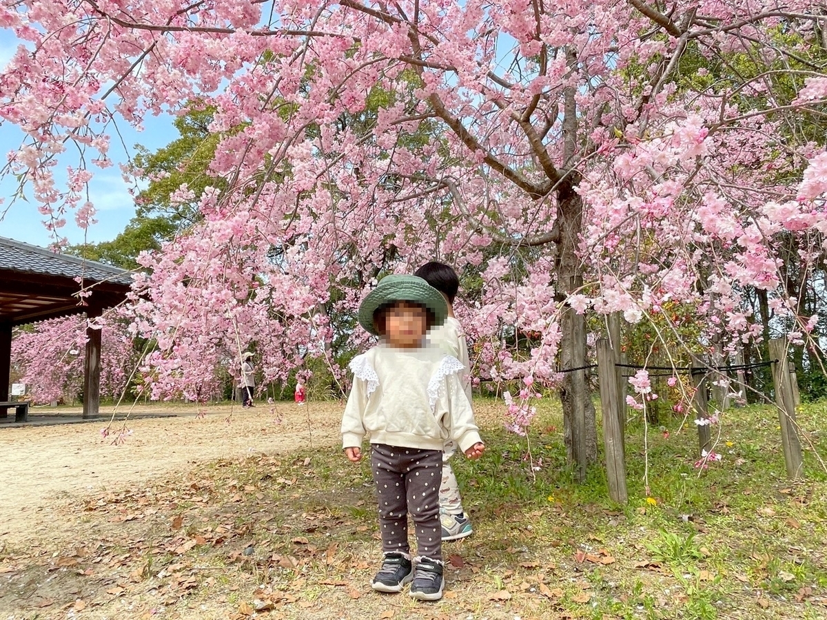 知多半島の桜の名所2025｜半田市にある雁宿公園の北エリアのしだれ桜と女の子