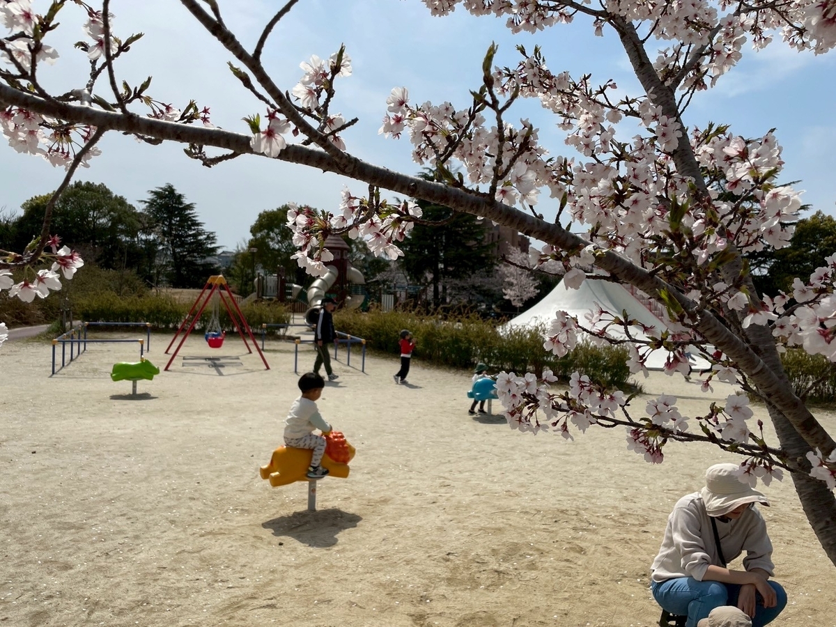 知多半島の桜の名所2025｜半田市にある雁宿公園の北エリアの桜