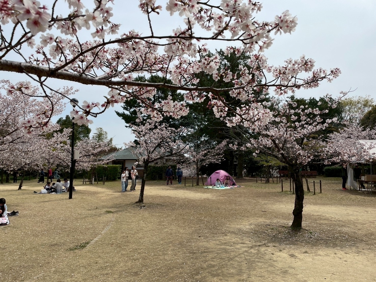 知多半島の桜の名所2025｜半田市の雁宿公園