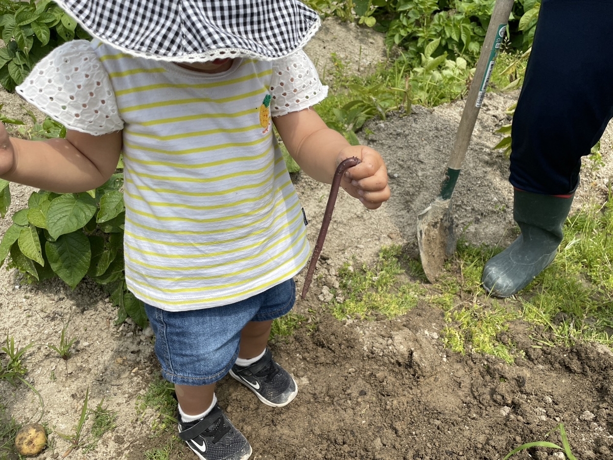 みみずを掴む2歳女児