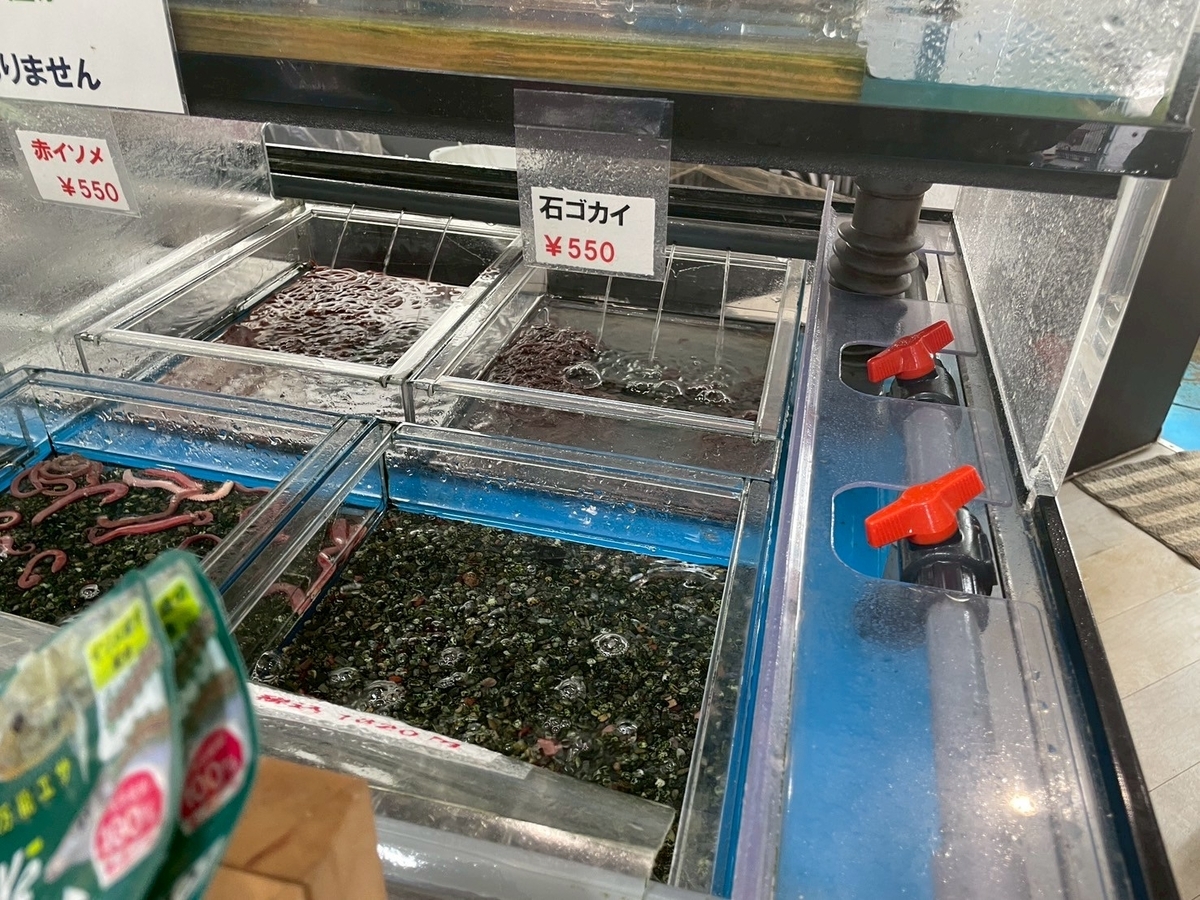 半田市の亀崎近くにあるハゼ釣りのエサが買える釣具店「フィッシングマートT1」の石ゴカイ