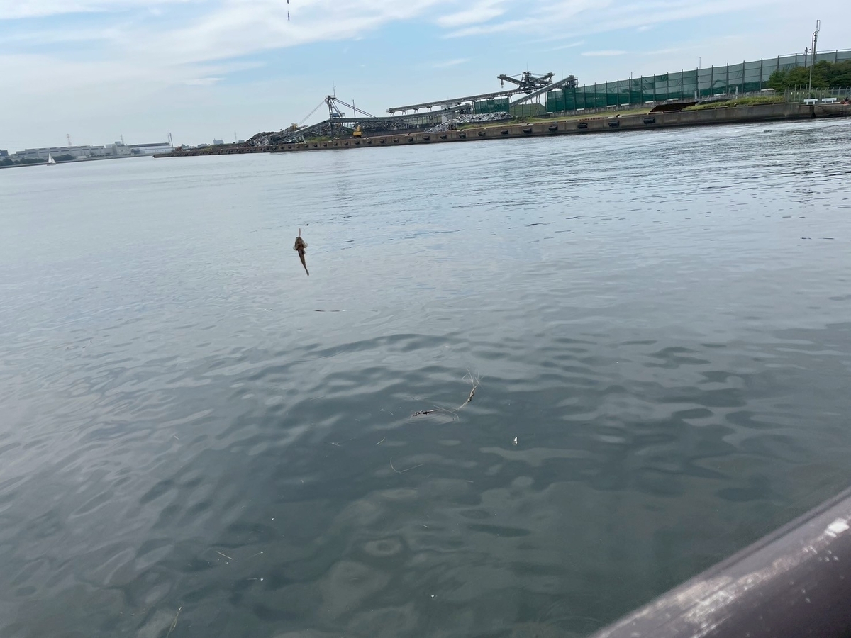 初めてのハゼ釣り体験｜半田市の亀崎海浜緑地でハゼ釣り