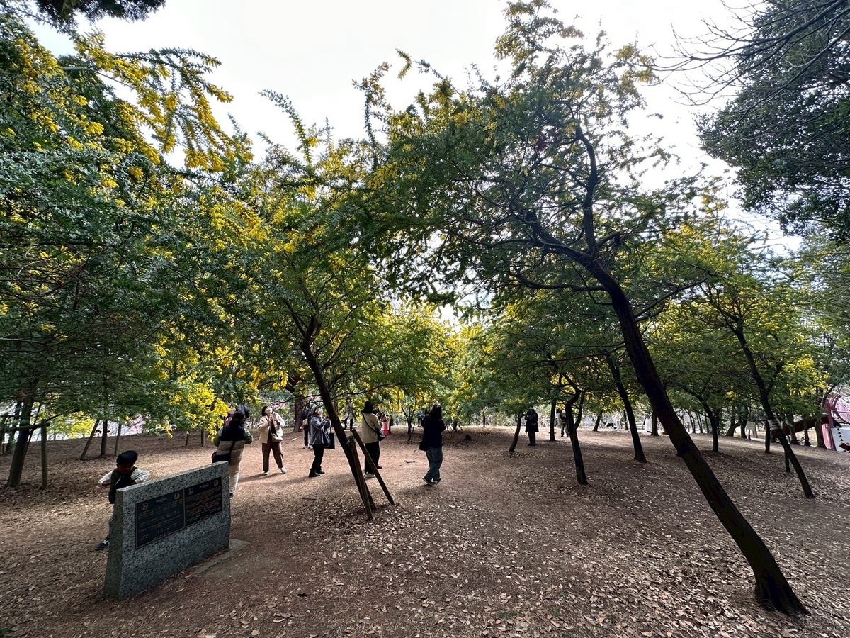 子どもとおでかけ｜ミモザの人気スポット大府みどり公園のミモザ