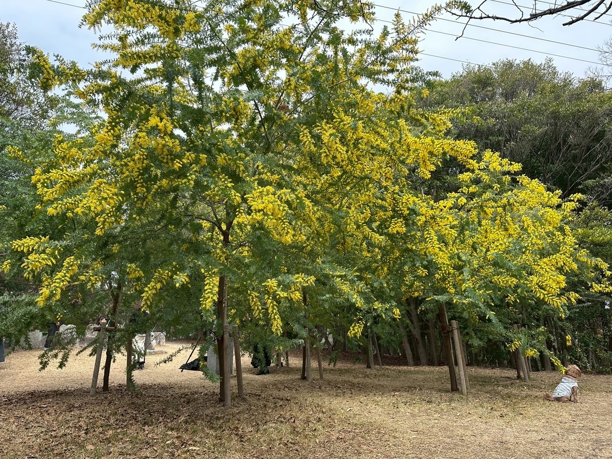 子どもとおでかけ｜ミモザの人気スポット大府みどり公園のミモザ