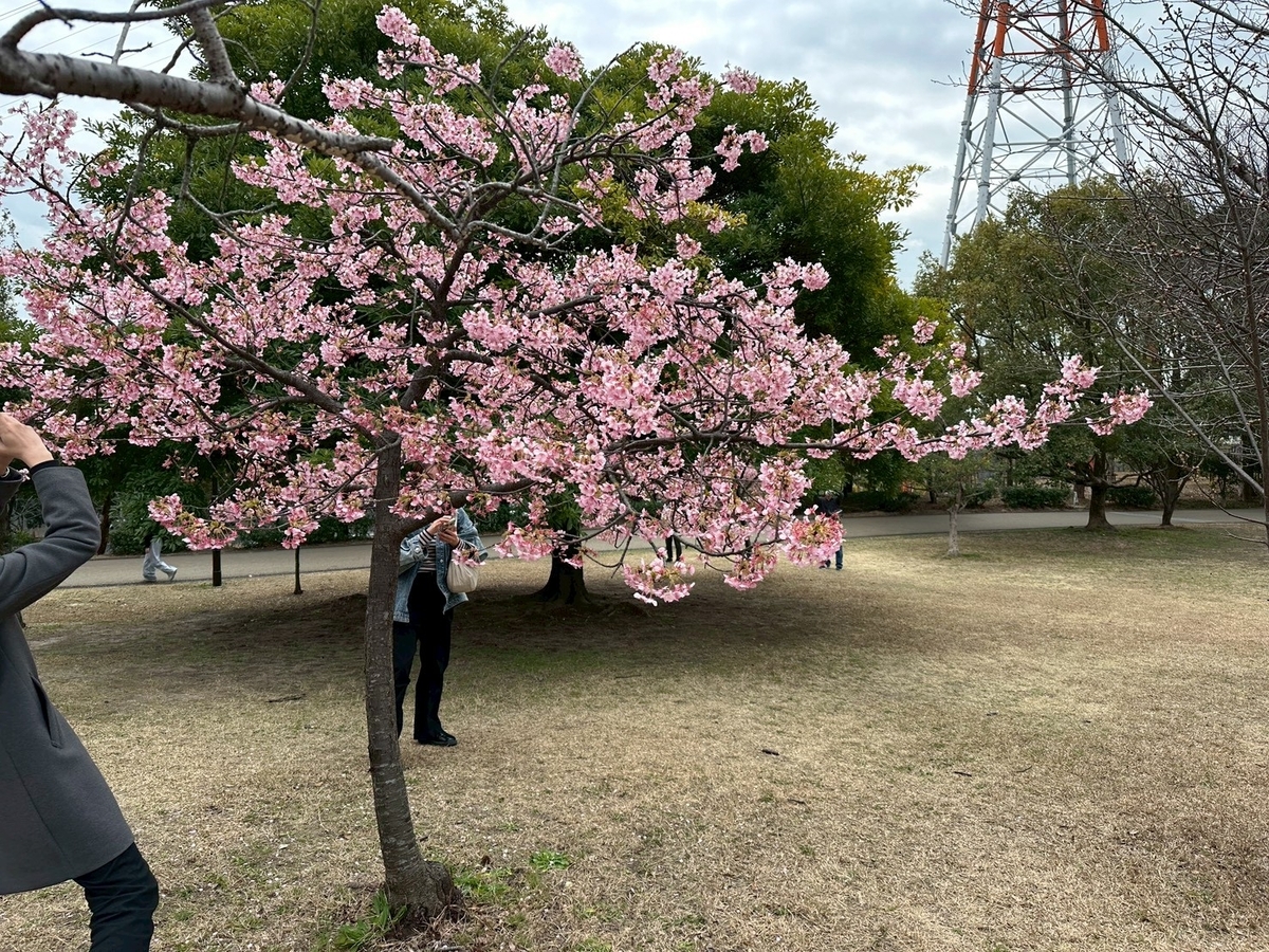 子どもとおでかけ｜ミモザの人気スポット大府みどり公園の桜