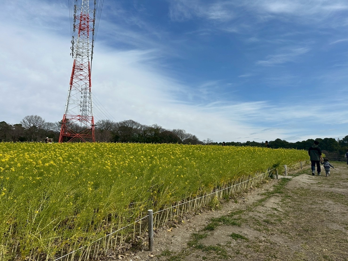 子どもの遊び場｜日進市にある愛知牧場のお花畑（菜の花）