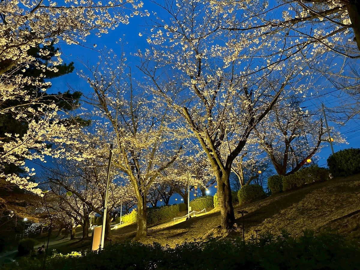東海市の大池公園桜まつり｜ライトアップの様子