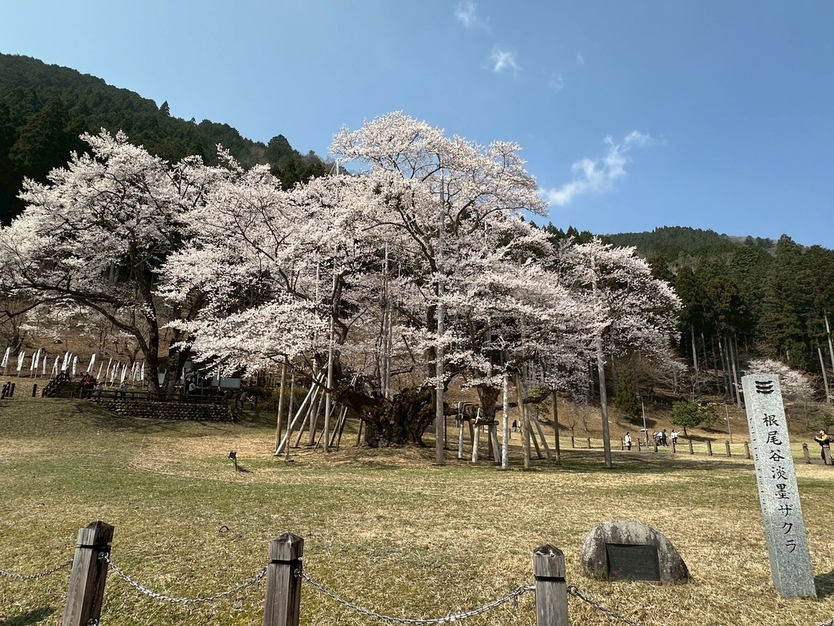 日本三大桜｜岐阜県本巣市の薄墨公園にある根尾谷薄墨ザクラ