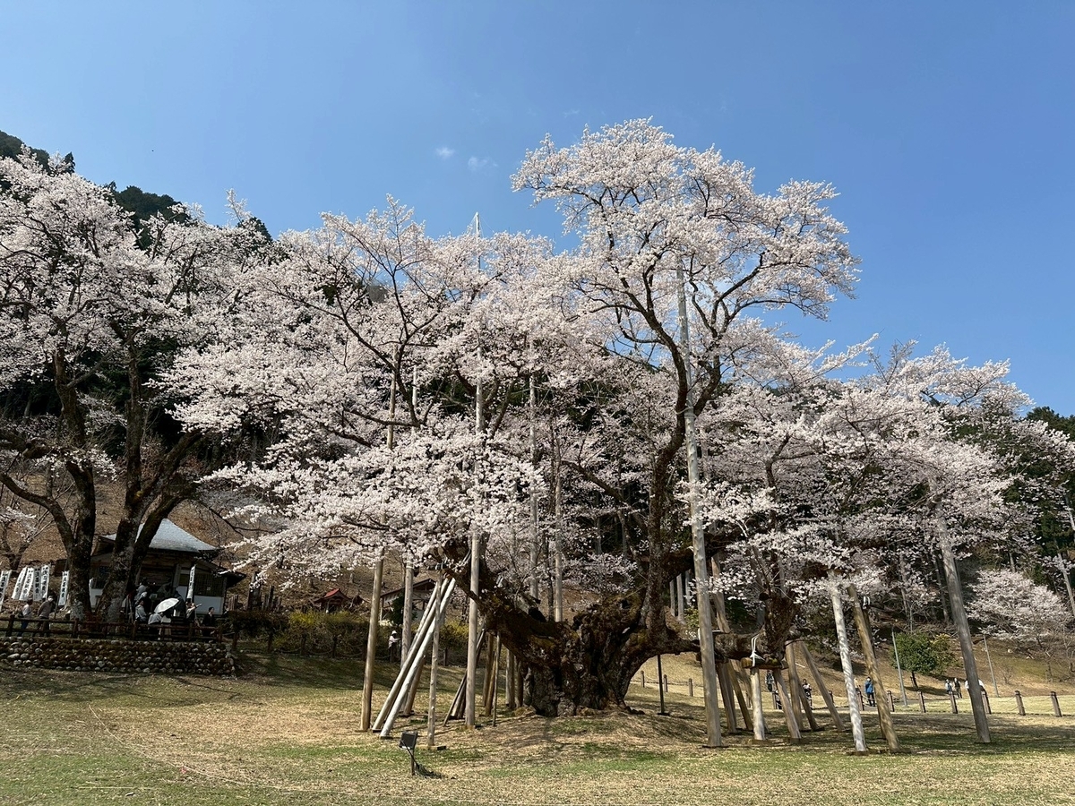 日本三大桜｜岐阜県本巣市の薄墨公園にある根尾谷薄墨ザクラ
