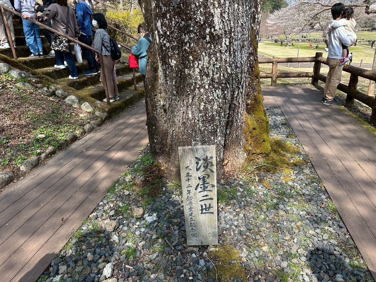 日本三大桜｜岐阜県本巣市の薄墨公園にある根尾谷薄墨ザクラ二世