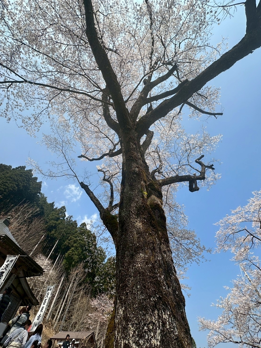日本三大桜｜岐阜県本巣市の薄墨公園にある根尾谷薄墨ザクラ二世