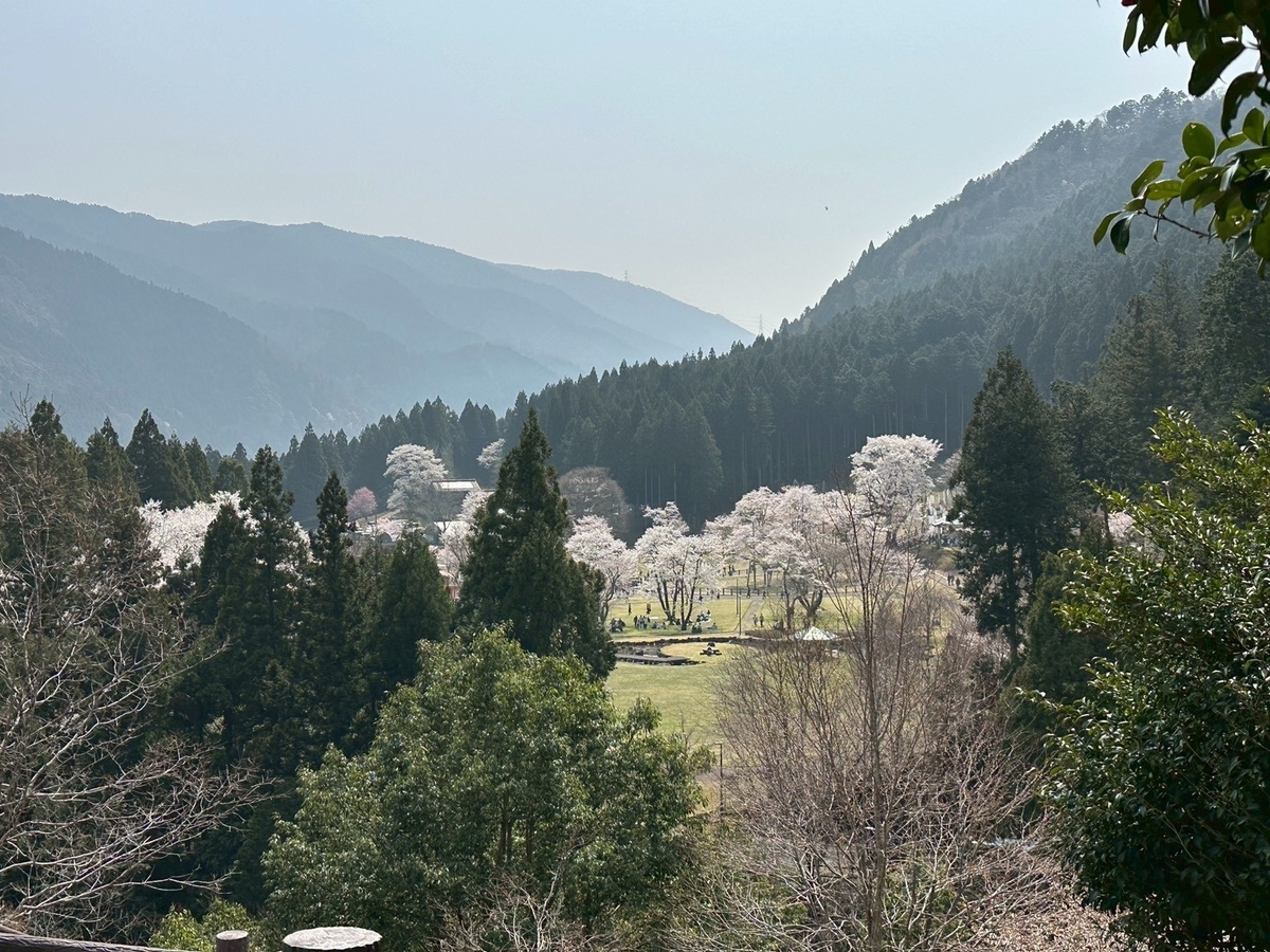 日本三大桜｜岐阜県本巣市の薄墨公園にある根尾谷薄墨ザクラの展望台