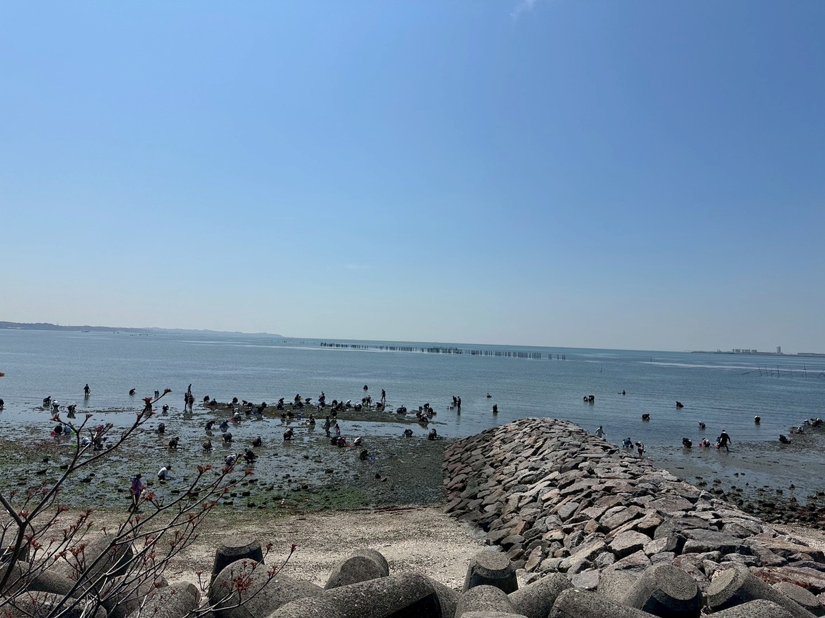 知多半島で潮干狩り2026｜常滑市にある樽水海岸で潮干狩りをする様子