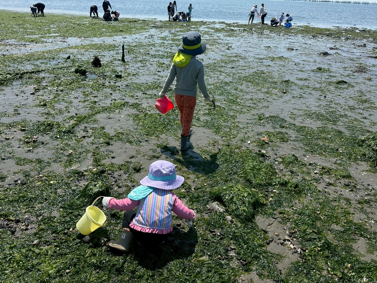 知多半島で潮干狩り2026｜常滑市にある樽水海岸で潮干狩りをする子ども達