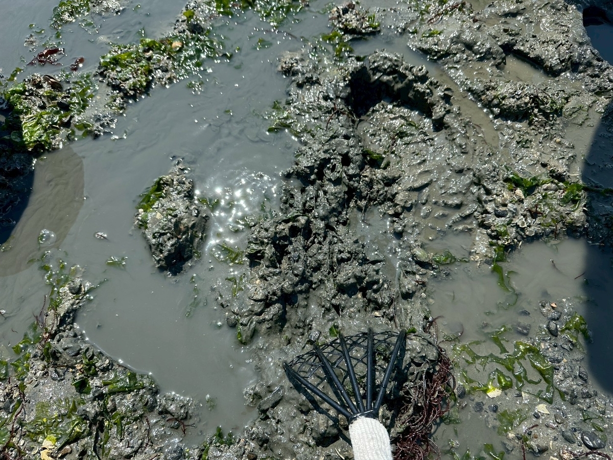 知多半島で潮干狩り2026｜常滑市にある樽水海岸で潮干狩りする様子、アサリ