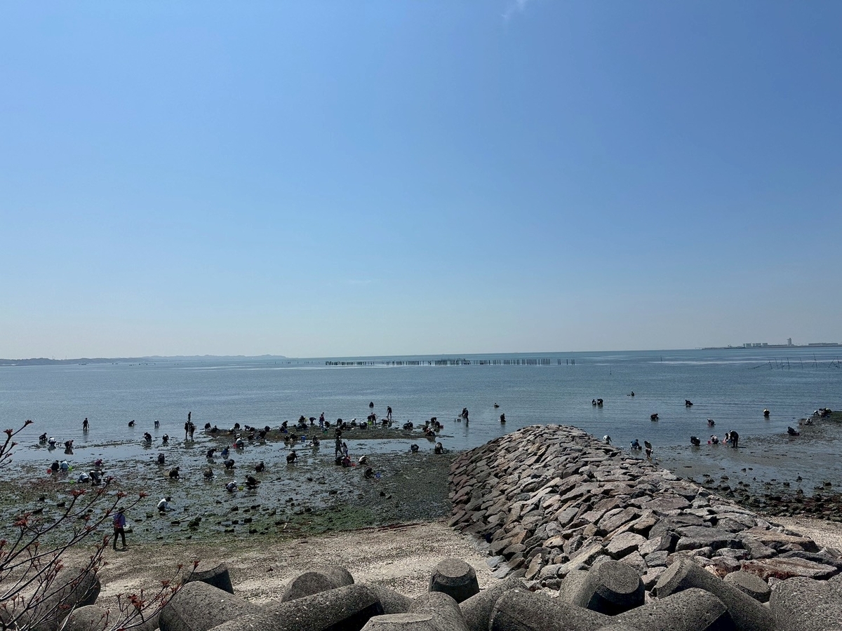 知多半島で潮干狩り2026｜常滑市にある樽水海岸で潮干狩りをする人々