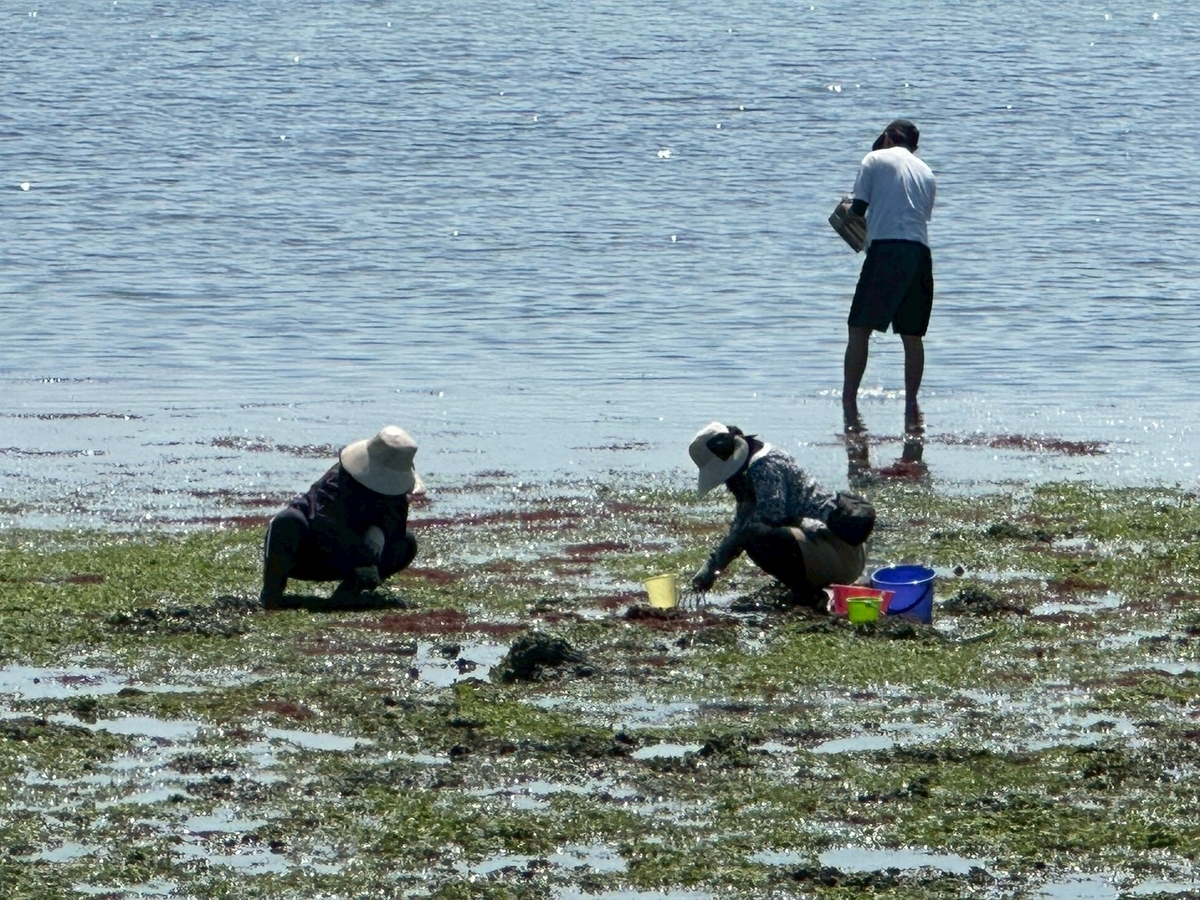 知多半島で潮干狩り2026｜常滑市にある樽水海岸で潮干狩りをする人たち