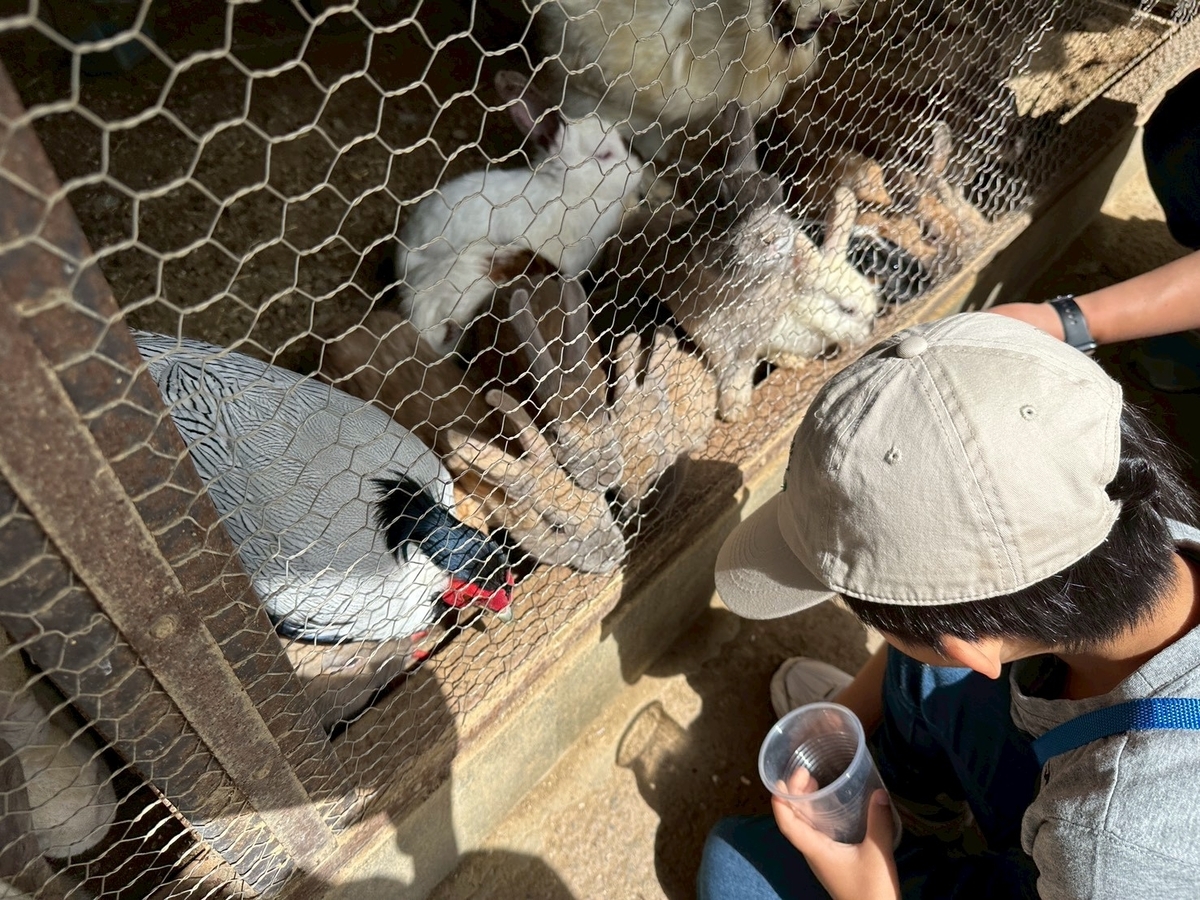 子どもとおでかけ|京都府福知山市にある「三段池RAVIHOUSE動物園」のうさぎ舎