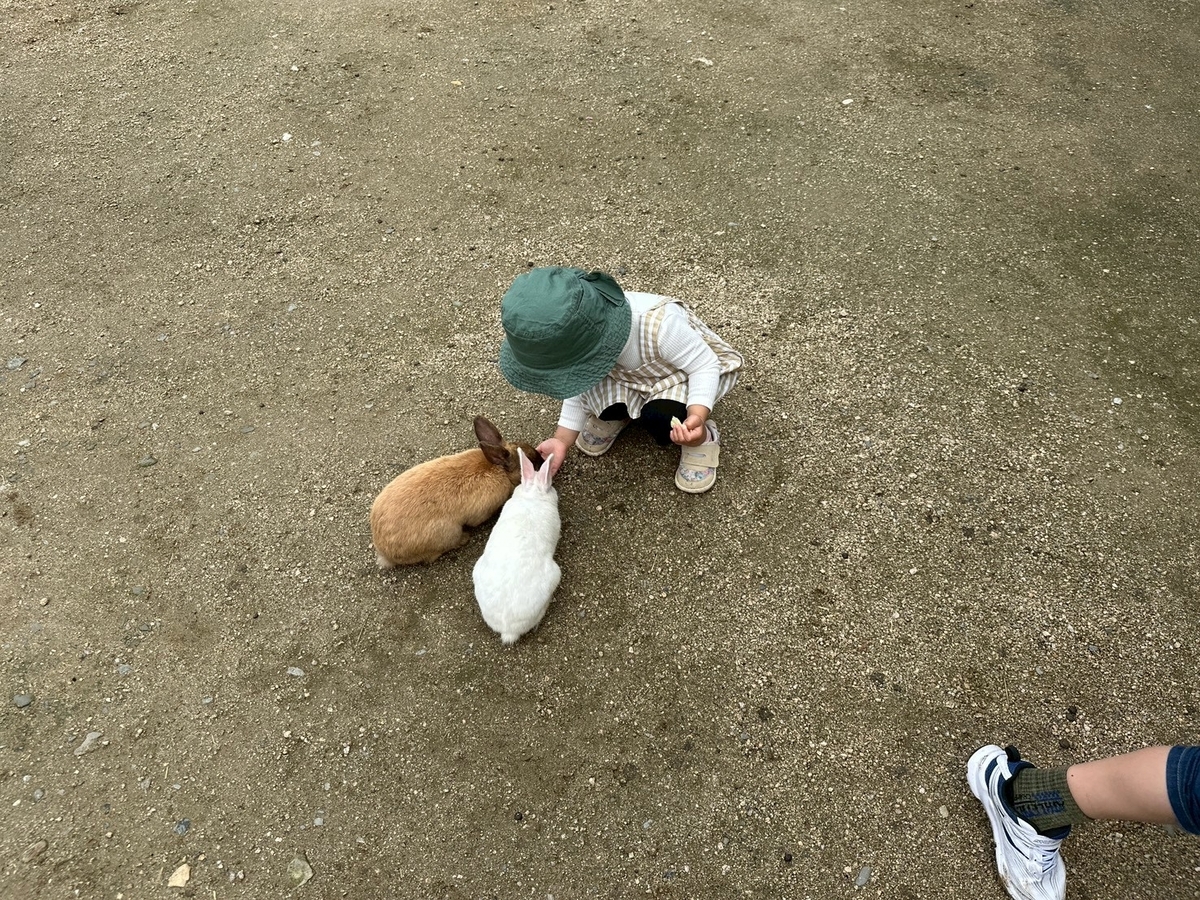 子どもとおでかけ|京都府福知山市にある「三段池RAVIHOUSE動物園」のふれあい広場のうさぎにエサをあげる女の子