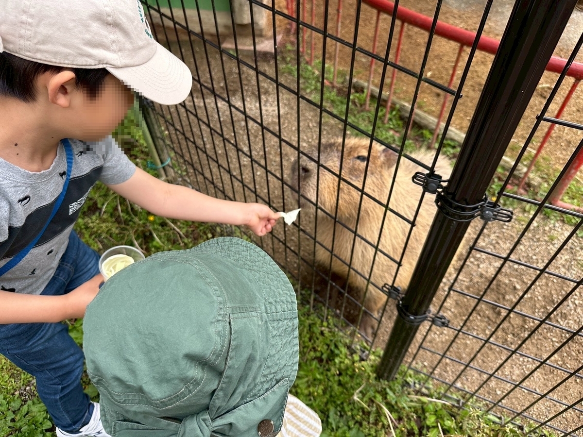 子どもとおでかけ|京都府福知山市にある「三段池RAVIHOUSE動物園」のカピバラにエサをあげる子ども