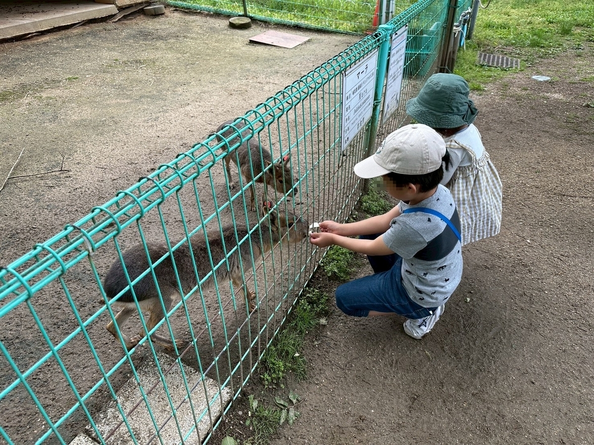 子どもとおでかけ|京都府福知山市にある「三段池RAVIHOUSE動物園」のマーラにエサをあげる子ども