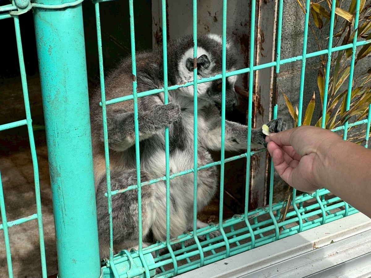 子どもとおでかけ|京都府福知山市にある「三段池RAVIHOUSE動物園」のワオキツネザルのエサやり
