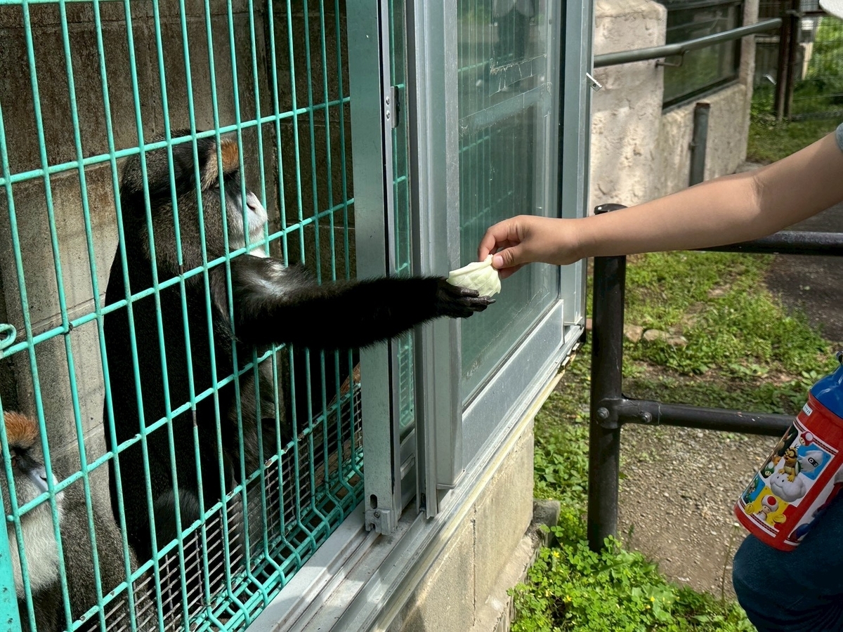 子どもとおでかけ|京都府福知山市にある「三段池RAVIHOUSE動物園」のブラッザグエノン