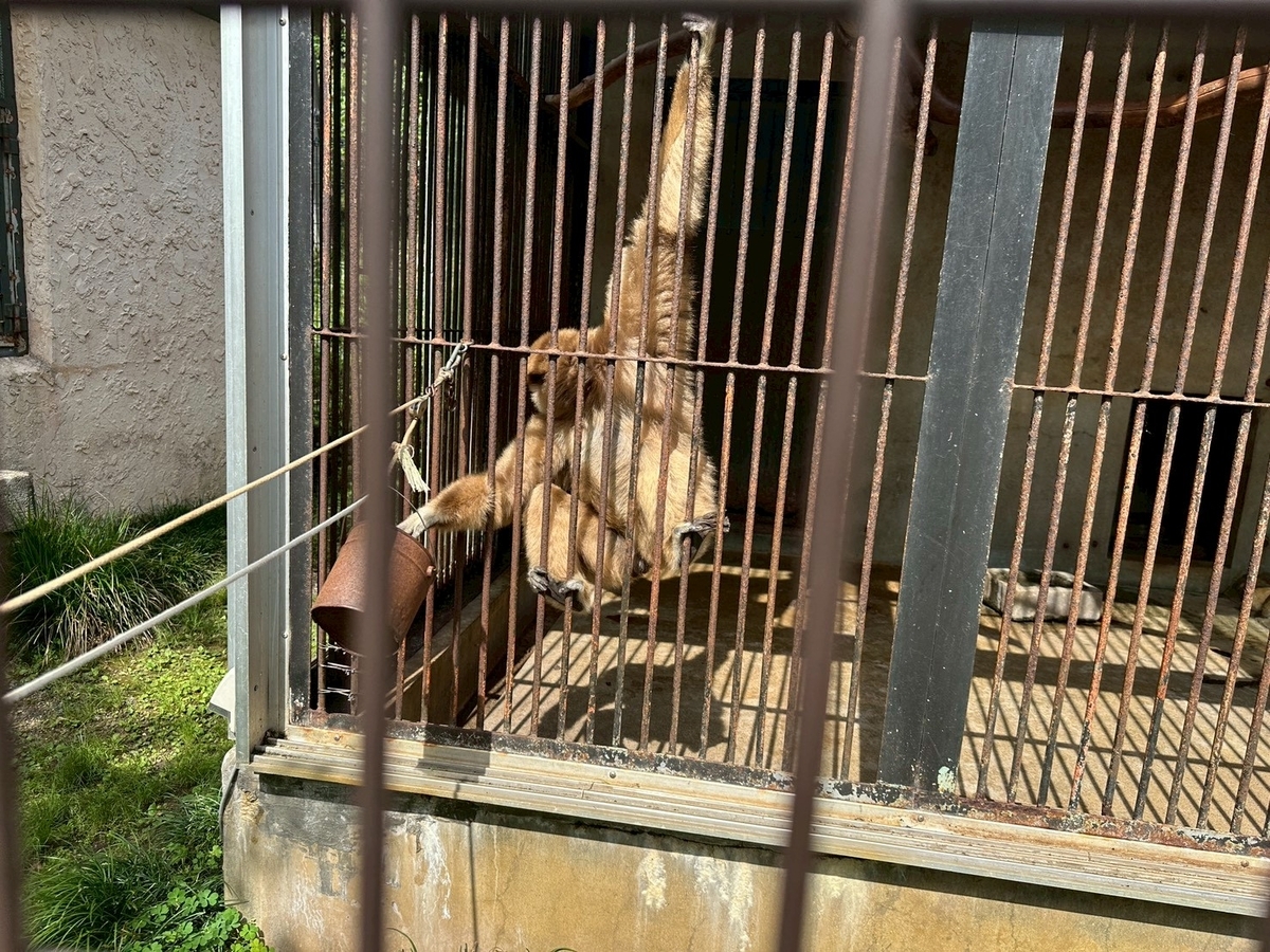 子どもとおでかけ|京都府福知山市にある「三段池RAVIHOUSE動物園」のニホンザル・みわちゃん