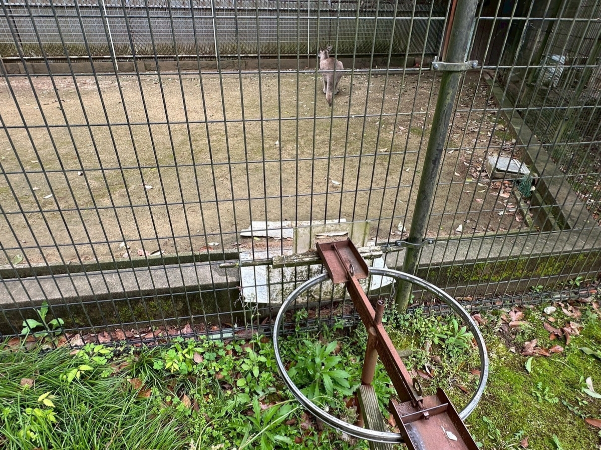 子どもとおでかけ|京都府福知山市にある「三段池RAVIHOUSE動物園」のカンガルーのエサやり