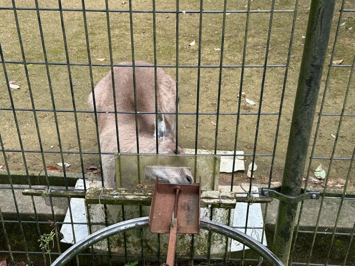 子どもとおでかけ|京都府福知山市にある「三段池RAVIHOUSE動物園」のエサやり